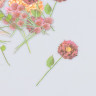 Набор ацетатных высечек на клейкой основе "Цветы. Туманный розовый", 30 шт. (АртУзор)
