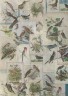 Набор бумаги и листов с высечками "Птицы" из коллекции "Nature's Gallery" (Papermania) 