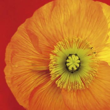 Салфетка 33*33 см "Мак", 1 штука (Rayher)