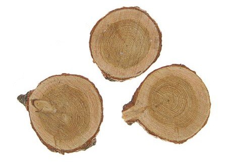 Спилы лиственницы 3-5 см, 3 штуки 