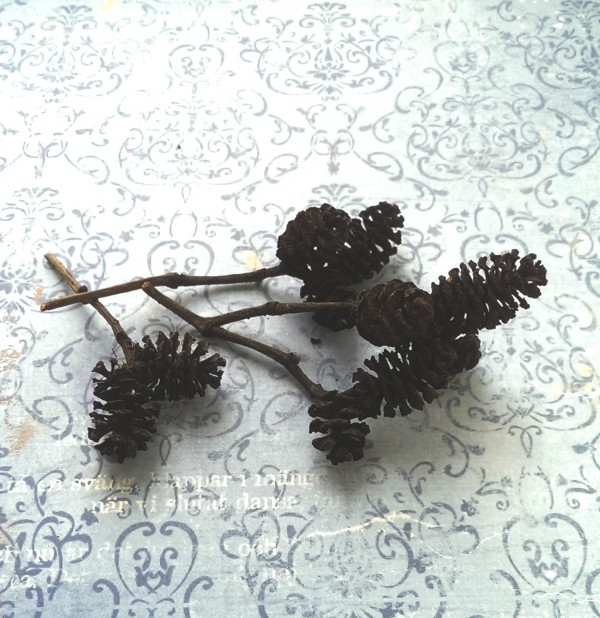 Шишки ольхи, натуральные, 10 шт.