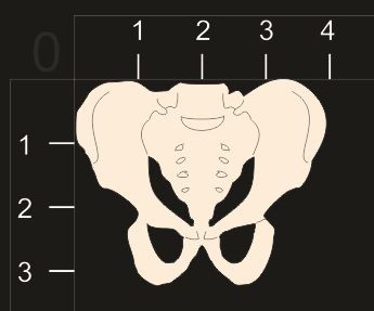 Фигурка из чипборда "Тазовая кость" из коллекции Анатомия   