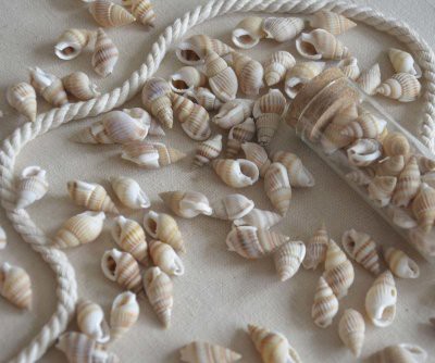 Ракушки декоративные Purena Zebra, 15 г