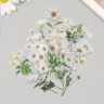Набор ацетатных высечек на клейкой основе "Летние цветы Белые", 40 шт. (АртУзор)