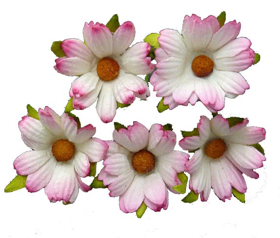 Ромашки крупные, цвет двухтоновый Розовый/Светло-розовый, 5 штук