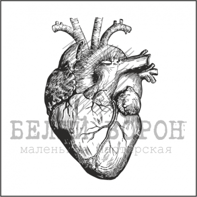 Прозрачный штамп из коллекции "Анатомия" Анатомическое сердце, 1 шт (Белый ворон) 