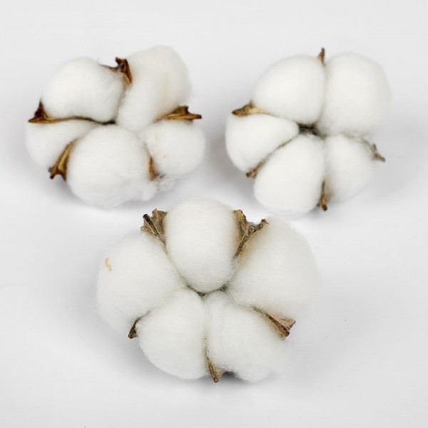 Коробочки хлопка, цвет Белый, 3 шт. 