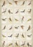 Набор бумаги и листов с высечками "Птицы" из коллекции "Nature's Gallery" (Papermania) 