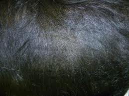 Плюш, длинный ворс 7 см, упаковка 30*48 см, цвет Черный (Rayher)